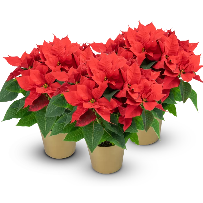 Poinsettia